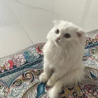 گربه اسکاتیش اصیل