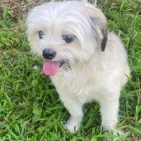 سگ شیتزو پامر