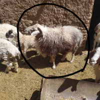 شیشک چینی|حیوانات مزرعه|مود, |دیوار