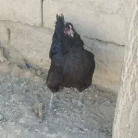 مرغ و خروس جوجه