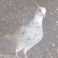 نر طوقی آبی سرور