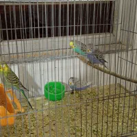 عروس هلندی باتخم ومرغ عشق|پرنده|اسلام‌‌آباد غرب, |دیوار