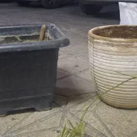 گل طبیعی حسن یوسف واکلونمابرفی وفروش گلدانهای خالی|گل و گیاه طبیعی|تهران, خرمشهر|دیوار