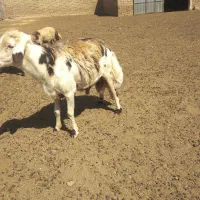 قوچ|حیوانات مزرعه|قلندر آباد, |دیوار