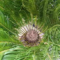 گل سیکاس|گل و گیاه طبیعی|شاندرمن, |دیوار