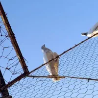 ۳ ۴ جفت کبوتر دهنجور واقعی زحمت سالها عشق بازی|پرنده|رشت, بازار|دیوار
