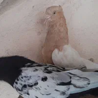 کبوتر جفت صرب . سینه ای . طوقی|پرنده|اصفهان, پروین|دیوار