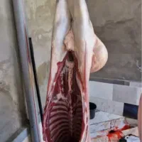 حراج حراج گوسفند زنده نر فقط ۲۸۰/۰۰۰ حراج|حیوانات مزرعه|تهران, جیحون|دیوار
