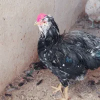 خروس گلین سوزنی  پنگوئنی  طوسی