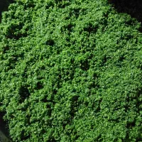 سبزی خورشی با بهترین کیفیت