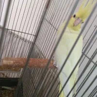 عروس هلندی ماده دستی