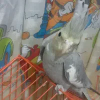 جفت عروس هلندی|پرنده|شیراز, شهرک رضوان|دیوار