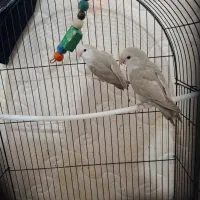 طوطی کتوله برزیلی