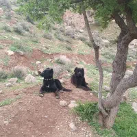سگ گله|سگ|فلارد, |دیوار