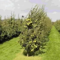 ۲/۵هکتار باغ گلابی سرمایه گذاری(گلخانه/کشت و صنعت)