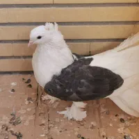 کبوتر زینتی چتری