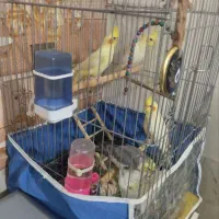 فروش کوتوله وعروس هلندی