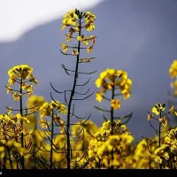 کلزا هیولا 4کیلیو