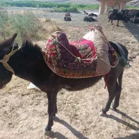 یک عدد الاغ ماده