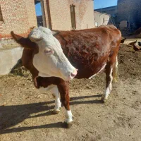 گاو سیمینتال شرابی اصل