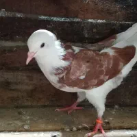 کبوتر|پرنده|رشت, دیانتی|دیوار