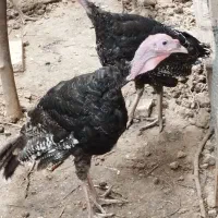 بوقلمون محلی ارگانیک