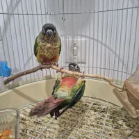 جوجه طوطی گرینچیک