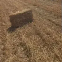 کاه کلش شالی