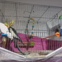 عروس هلندی کبوتر