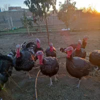 فروش بوقلمون برنزی گوشتی محلی|حیوانات مزرعه|سنقر, |دیوار