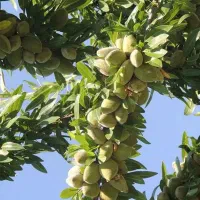 نهال بادام کاغذی