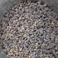 کشمش آفتابی و کشمش پلویی