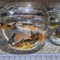 تنگ ماهی و ماهی کوی