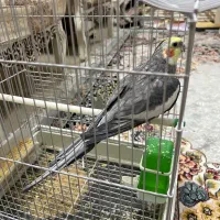 پرنده|پرنده|سبزوار, فرهنگیان|دیوار