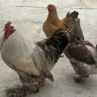 مرغ و خروس برهما و گلین