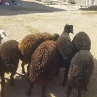 برهنر سالم سلامت تضمینی|حیوانات مزرعه|قزوین, |دیوار