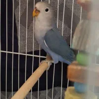 طوطی برزیلی