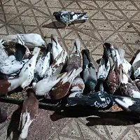 کبوترهای پرشی زینتی در همه رنگ|پرنده|رستمآباد, |دیوار