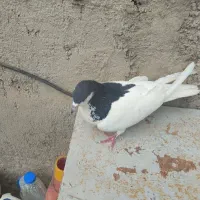 کبوتر خال سیاه و خال سبز