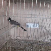 سهره|پرنده|میاندوآب, |دیوار