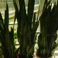 گل سانسوریا