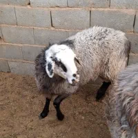 بره رومانف بدون دنبه گوسفند|حیوانات مزرعه|یزد, |دیوار