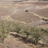 زمین کشاورزی ۱۷۰۰ متر
