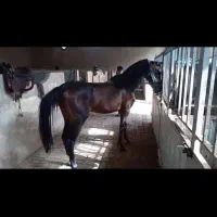 اسب عرب خالص ایرانی
