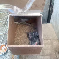 عروس هلندی مولد|پرنده|نورآباد, |دیوار