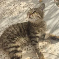 گربه دستی|گربه|ایلام, |دیوار