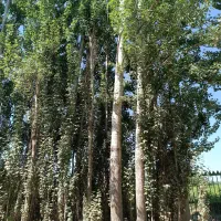 شه ر نه هال تخصصی ترین نهالستان