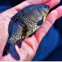 بچه ماهی کپور|ماهی|شیراز, ارم|دیوار