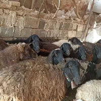 میش شیشک بره دار ابستن