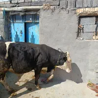 یک راس گوساله نرسمینتال